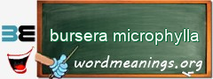 WordMeaning blackboard for bursera microphylla